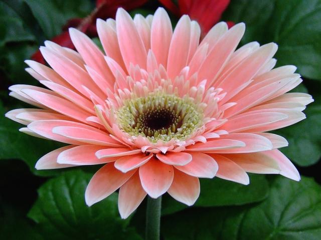 Pink Gerbera daisy